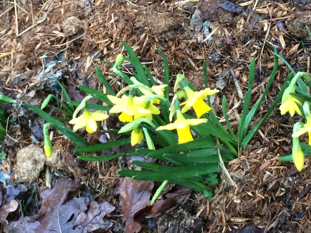Daffodils